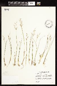 Juncus pelocarpus image