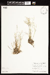 Juncus pelocarpus image