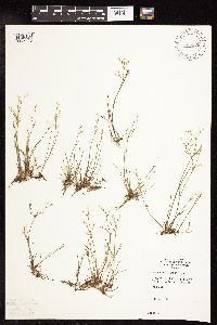 Juncus pelocarpus image