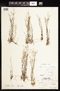 Juncus pelocarpus image
