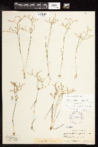 Juncus pelocarpus image