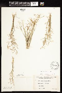 Juncus pelocarpus image