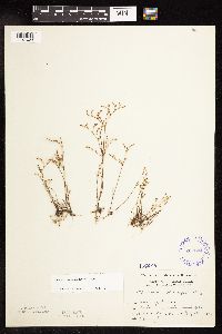 Juncus pelocarpus image