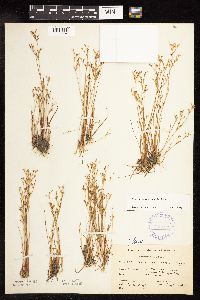 Juncus pelocarpus image