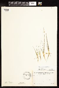 Juncus pelocarpus image