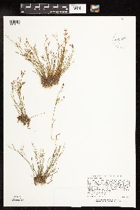 Juncus pelocarpus image