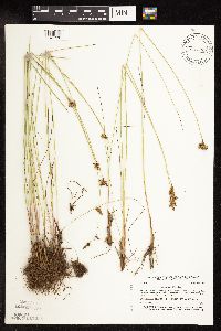 Juncus vaseyi image