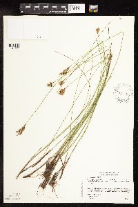 Juncus vaseyi image