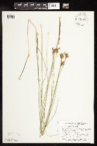 Juncus vaseyi image