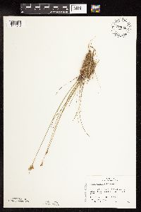 Juncus vaseyi image