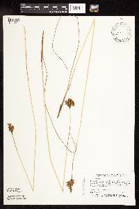 Juncus vaseyi image