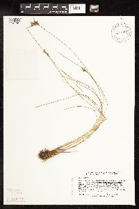 Juncus vaseyi image