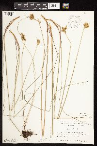 Juncus vaseyi image