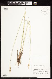 Juncus vaseyi image