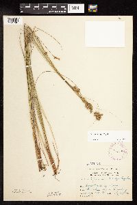 Juncus vaseyi image