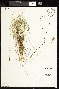 Juncus vaseyi image