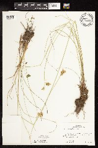 Juncus vaseyi image