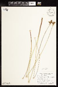 Juncus vaseyi image