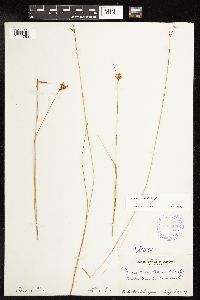 Juncus vaseyi image