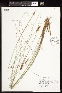 Juncus vaseyi image