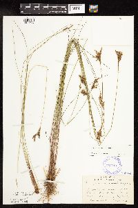 Juncus vaseyi image