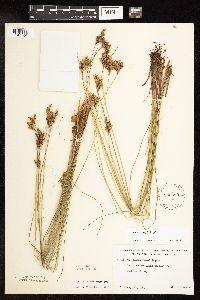 Juncus vaseyi image