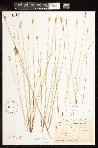 Juncus vaseyi image
