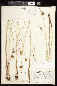 Juncus vaseyi image