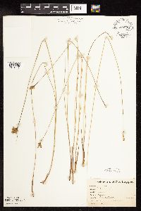 Juncus vaseyi image