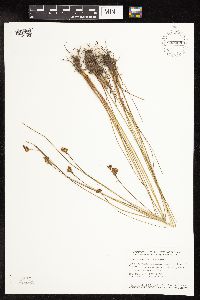 Juncus vaseyi image