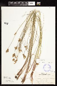 Juncus vaseyi image