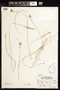 Juncus vaseyi image
