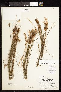 Juncus vaseyi image