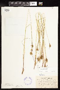 Juncus vaseyi image