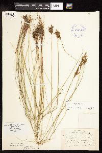 Juncus vaseyi image