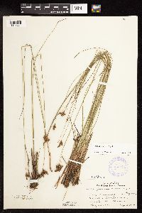 Juncus vaseyi image