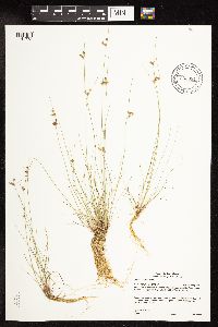 Juncus dudleyi image