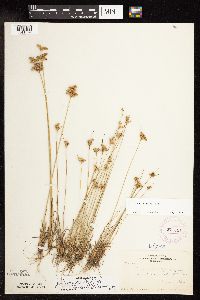 Juncus dudleyi image