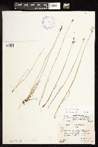 Juncus dudleyi image