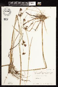 Juncus canadensis image