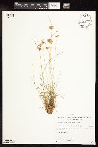Juncus dudleyi image