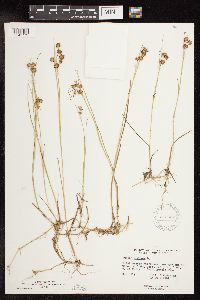 Juncus nodosus image