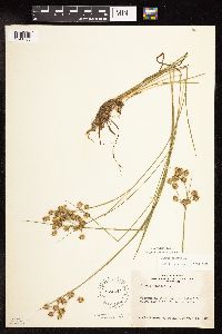 Juncus nodosus image
