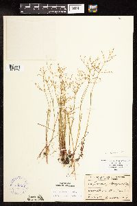 Juncus pelocarpus image