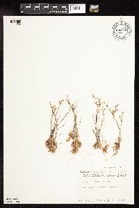 Juncus pelocarpus image