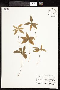 Image of Lysimachia borealis