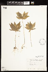 Antennaria neglecta image