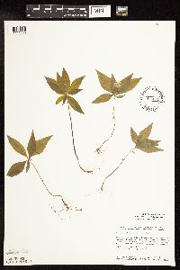thumbnail image of current specimen