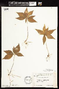 Thumbnail image of current specimen