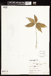 thumbnail image of current specimen